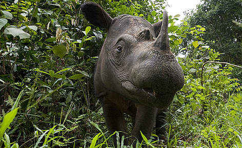 Số phận loài tê giác Sumatra tại Malaysia đang cực kỳ nguy hiểm