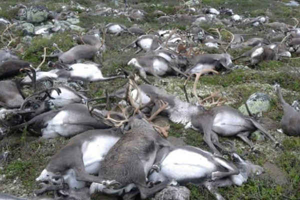 Na Uy: Bão sét kinh hoàng làm chết 323 con hươu