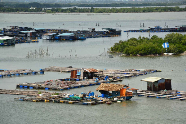 Bà Rịa – Vũng Tàu: Dân lại thiệt hại 3,5 tỷ đồng vì cá chết trên sông Chà Và