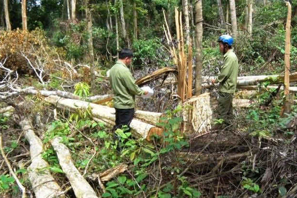 Đắk Nông: Khởi tố 1 đối tượng phá rừng