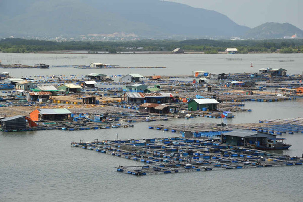 Cá chết hàng loạt trên sông Chà Và, ngư dân thiệt hại hơn 8 tỷ đồng