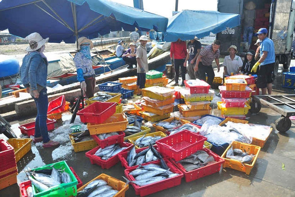 Đà Nẵng: Gần 2 tỷ đồng hỗ trợ ngư dân bị ảnh hưởng bởi sự cố cá chết