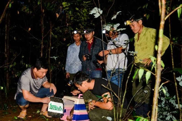 Thêm 33 cá thể tê tê Java quý hiếm được tái thả về môi trường tự nhiên