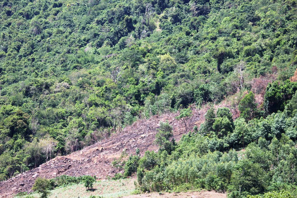 Bình Định:  Cần xử nghiêm nạn phá rừng, lấn chiếm đất lâm nghiệp