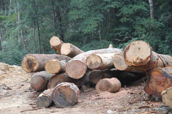 Kon Tum: Lợi dụng tận thu gỗ lòng hồ thủy điện để phá rừng?