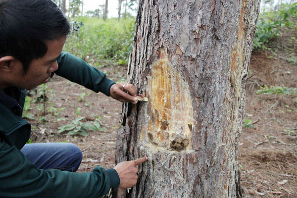 Cty nguyên liệu giấy Tân Mai để mất rừng, lấn chiếm đất rừng
