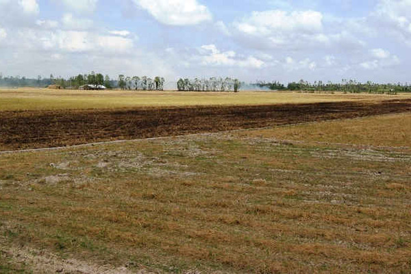 Long Mỹ - Hậu Giang:  Đề xuất chuyển đổi khoảng 5.700ha đất trồng lúa