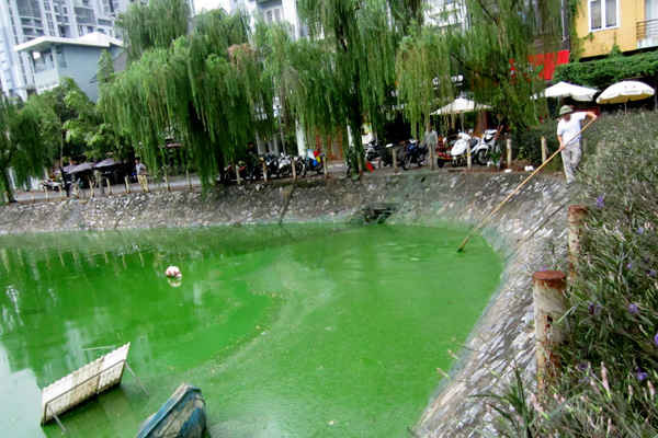 Hà Nội: Hồ Văn Quán nổi váng màu xanh, bốc mùi hôi thối