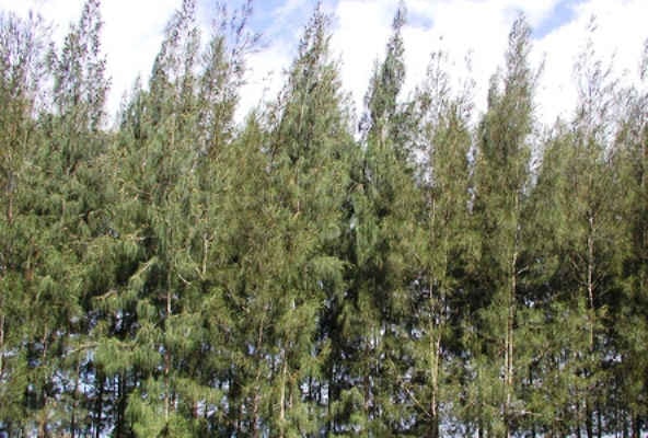 Quảng Ngãi: Lá chắn xanh vùng ven biển