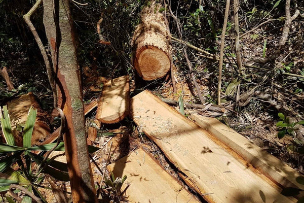 Vụ phá rừng pơmu ở Quảng Nam: Kỷ luật Đảng nhiều tổ chức, cá nhân