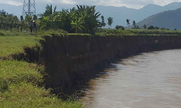 Ninh Thuận: Sạt lở nghiêm trọng ven bờ sông Dinh