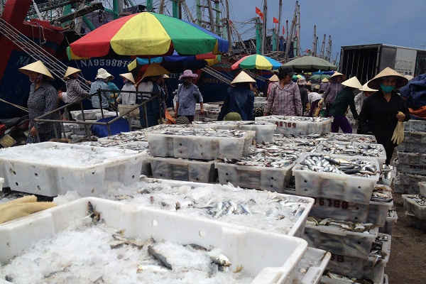 Nghệ An: Nhiều khó khăn trong phát triển dịch vụ hậu cần nghề cá