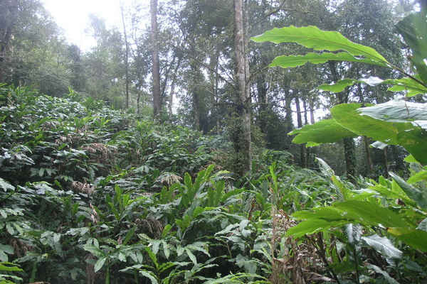 Lào Cai: Không khuyến khích trồng cây Thảo quả dưới tán rừng tự nhiên