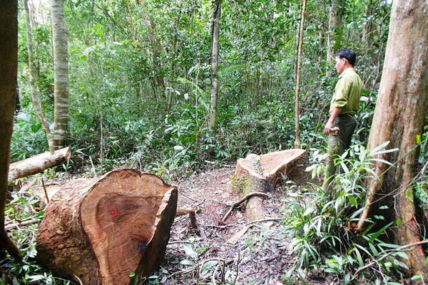 Vụ phá rừng Vĩnh Thạnh (Bình Định): Chỉ đạo điều tra xử nghiêm