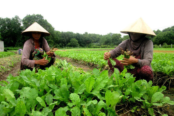 Hà Nam: Chủ động sản xuất nông nghiệp nhờ iMetos-AG