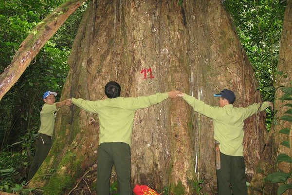 Trao bằng công nhận quần thể cây di sản ở Quế Phong - Nghệ An