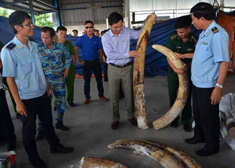 Liên tục phát hiện buôn lậu ngà voi triệu đô tại cửa khẩu