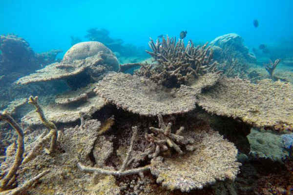 Úc tăng các khoản chi để giữ Great Barrier Reef ngoài danh sách "nguy hiểm"