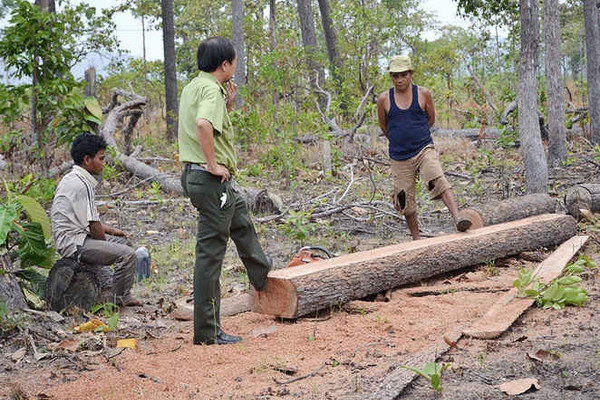 Triển khai quy chế phối hợp bảo vệ rừng giáp ranh Gia Lai và Phú Yên