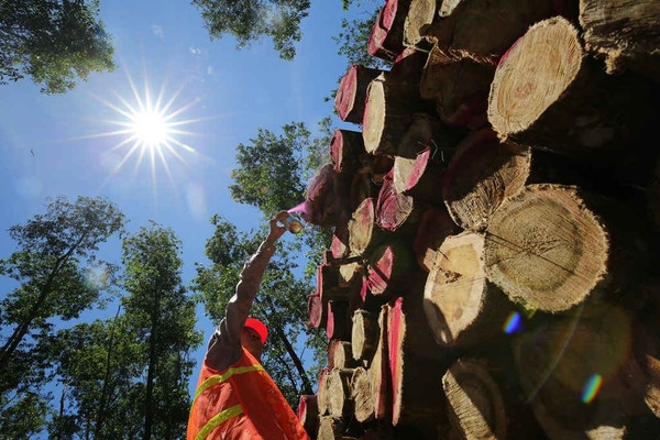 Thúc đẩy quản lý rừng bền vững và thương mại gỗ hợp pháp