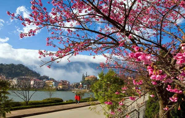 Hoa nở muộn, Lâm Đồng lùi thời điểm tổ chức Ngày hội hoa Anh đào