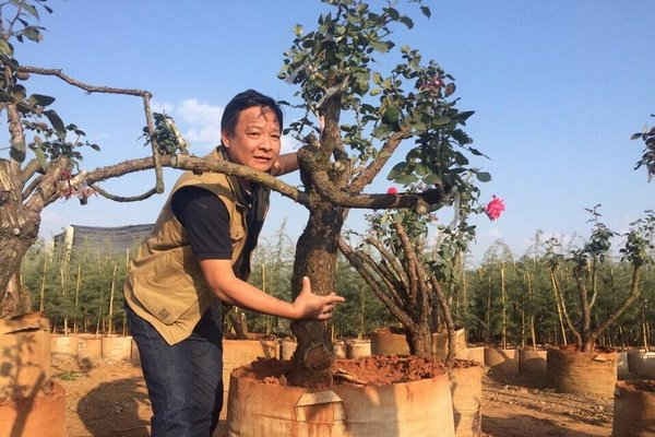 Hoa hồng cổ Sa Pa chơi Tết giá 70 triệu đồng/chậu
