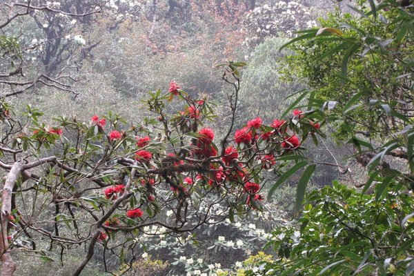 Thêm 2 loài hoa Đỗ Quyên mới vào danh lục thực vật Vườn quốc gia Hoàng Liên (Sa Pa)