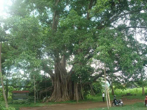 Hơn 2.670 cây cổ thụ được công nhận là Cây Di sản Việt Nam