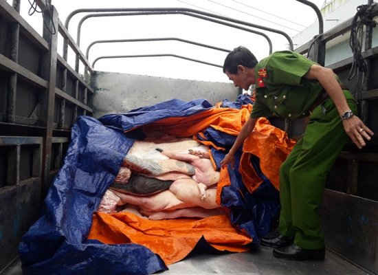 Bình Định: Phát hiện 2 vụ vận chuyển thịt heo bẩn