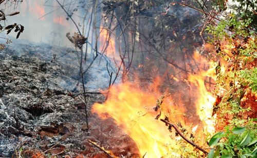 Đồ Sơn – Hải Phòng: Cháy  rừng, một người thiệt mạng