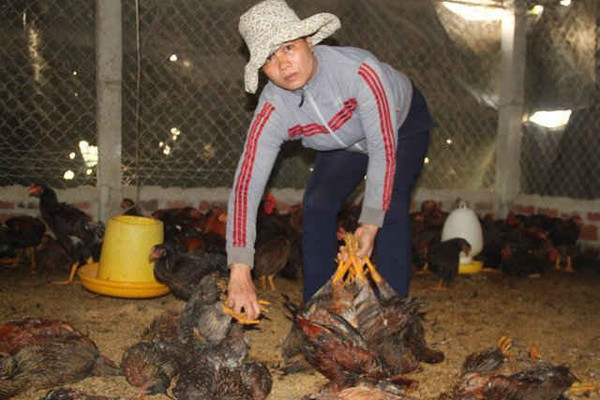 Bình Định: Hơn 1.000 con gà chết nghi do dính thuốc chuột