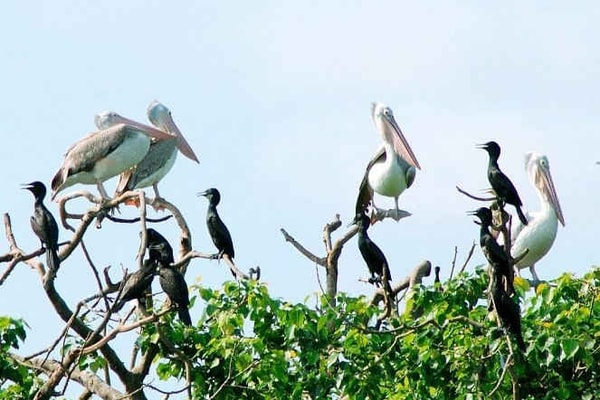 "Bất bình đẳng" với thiên nhiên