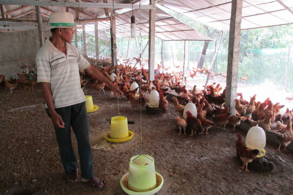 Thừa Thiên - Huế: Siết chặt xử lý chất thải chăn nuôi