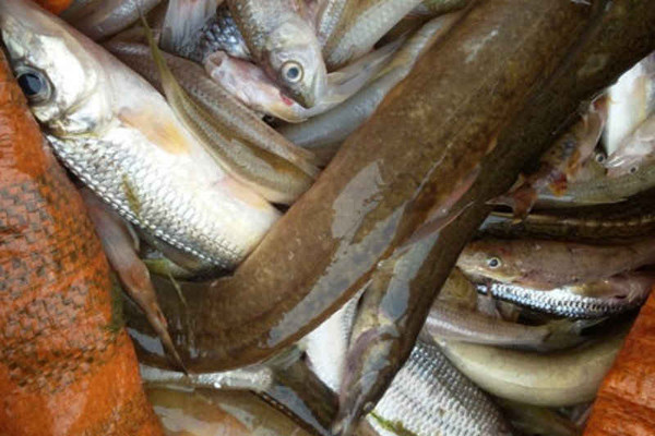 Vụ cá chết bất thường trên sông Âm: Nghi ô nhiễm nước từ phía thượng nguồn