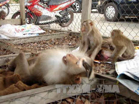 Giải cứu 13 con khỉ "tá túc" ở khách sạn và quán karaoke
