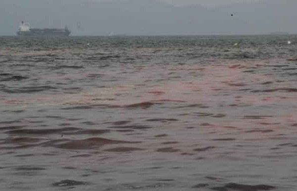 Đà Nẵng: Lại xuất hiện vệt nước đỏ tại biển Nguyễn Tất Thành