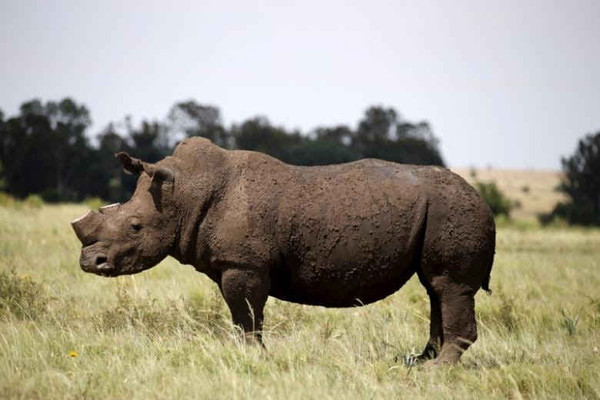 Nam Phi: Nạn săn bắt Tê giác đã giảm 10%