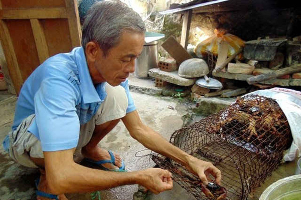 Cù Lao Chàm: Nghiêm cấm đánh bắt cua đá đến tháng 9/2019