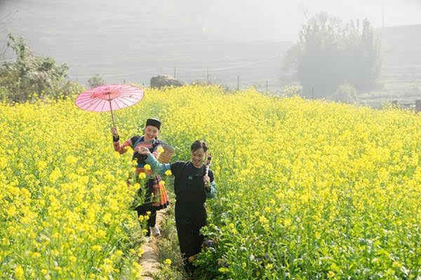 Hai điểm ngắm hoa tuyệt đẹp ở Lào Cai đang hút khách dịp lễ 8/3