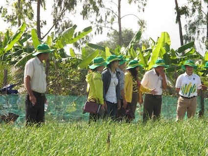 Phân bón Phú Mỹ cho cây tỏi đạt năng suất 12,5 tấn/ha