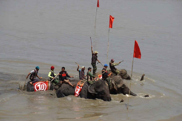 Đắk Lắk: Náo nhiệt Lễ hội đua voi