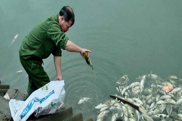 Lào Cai: Cá chết bất thường, chưa rõ nguyên nhân