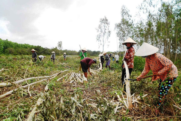 Cần siết chặt khai thác, vận chuyển gỗ rừng trồng ở Bình Định