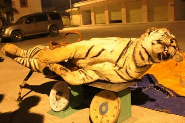 Nghệ An: Bắt 5 con hổ ướp trong tủ đông lạnh