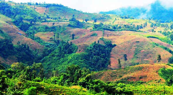 Điện Biên: Bắt 56 đối tượng tham gia hủy hoại rừng Mường Nhé