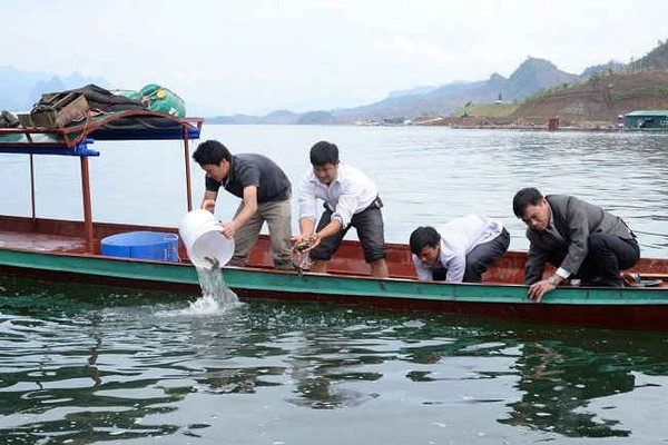 Thả 460 kg cá giống trên lòng hồ Thủy điện Sơn La