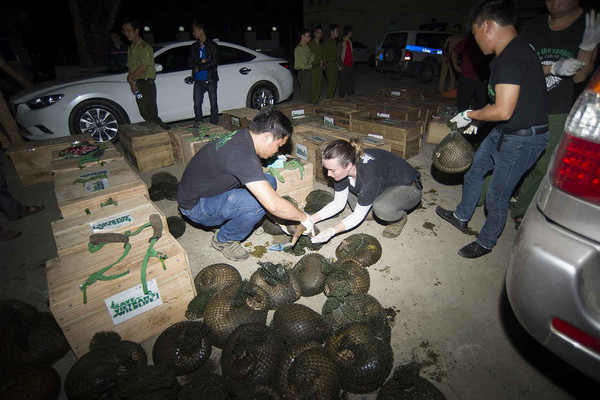 Hơn 500 kg Tê tê Java còn sống được cứu hộ