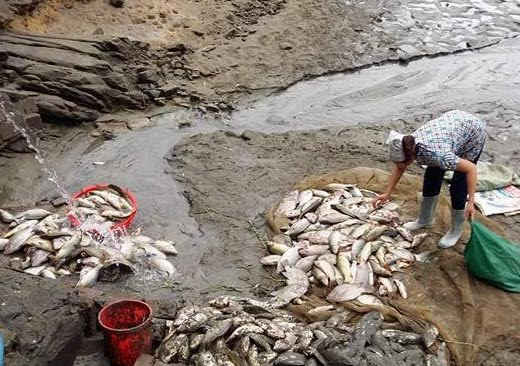 Làm chết cá của dân, Cty DAP số 2 Vinachem bị phạt 300 triệu