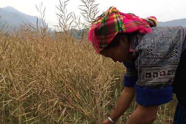 Mù Cang Chải - Yên Bái: Tích cực thu hoạch 500ha cải dầu