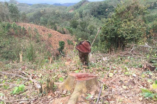 Rừng xanh Yên Thế (Bắc Giang) - Bài 1: Tan hoang những cánh rừng tự nhiên
